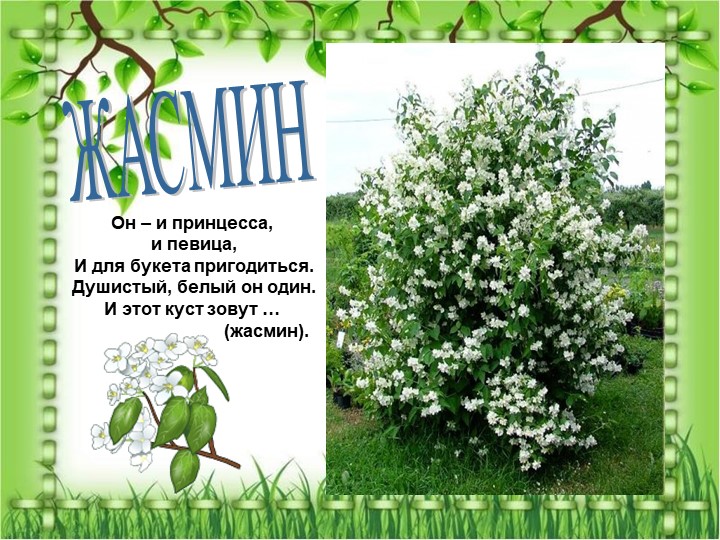 Презентация по познавательному экологическому развитию на тему "Кустарники"