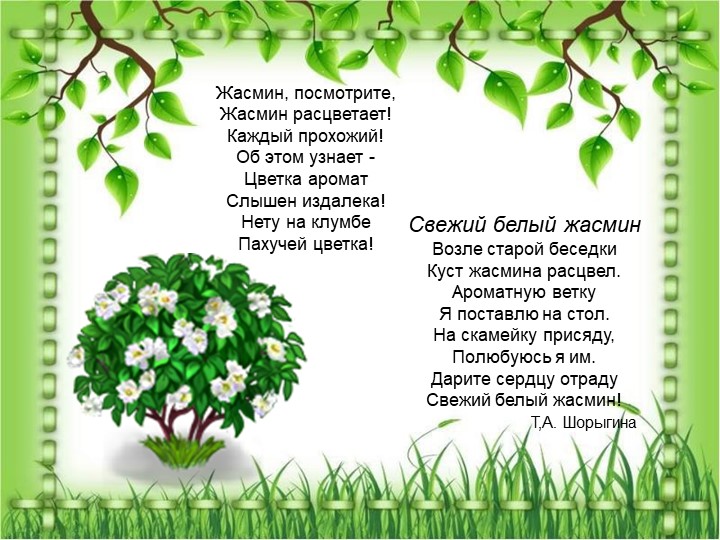 Презентация по познавательному экологическому развитию на тему "Кустарники"