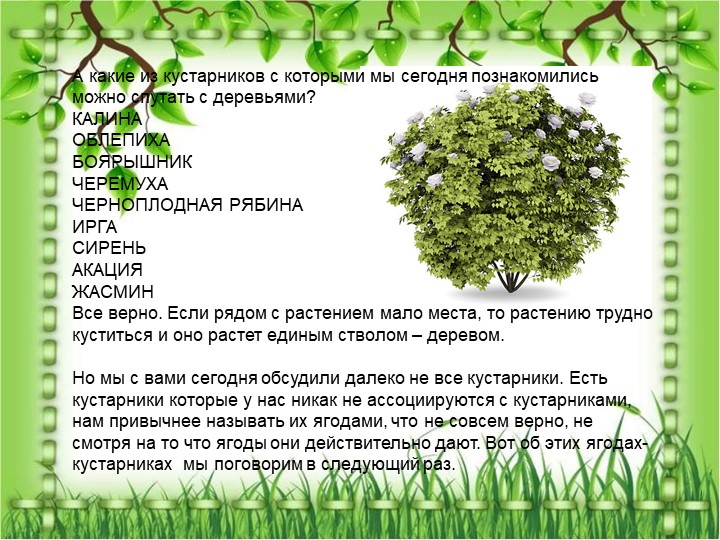 Презентация по познавательному экологическому развитию на тему "Кустарники"
