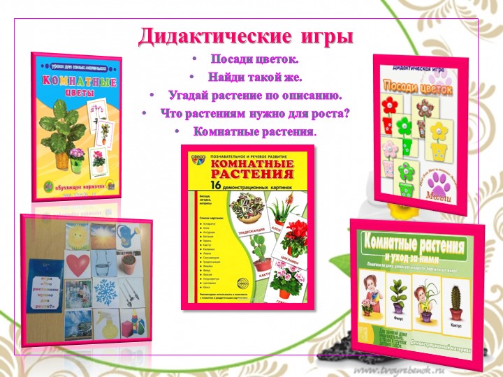 Презентация по экологии "Комнатные растения - наши друзья"
