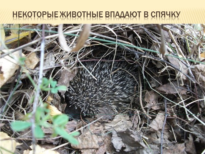 Презентация на тему: "Осень"