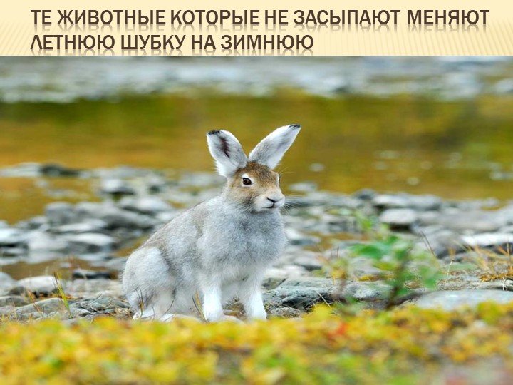 Презентация на тему: "Осень"