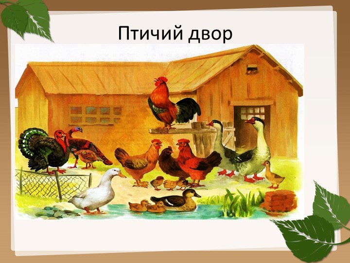 Презентация на тему "Домашние птицы".