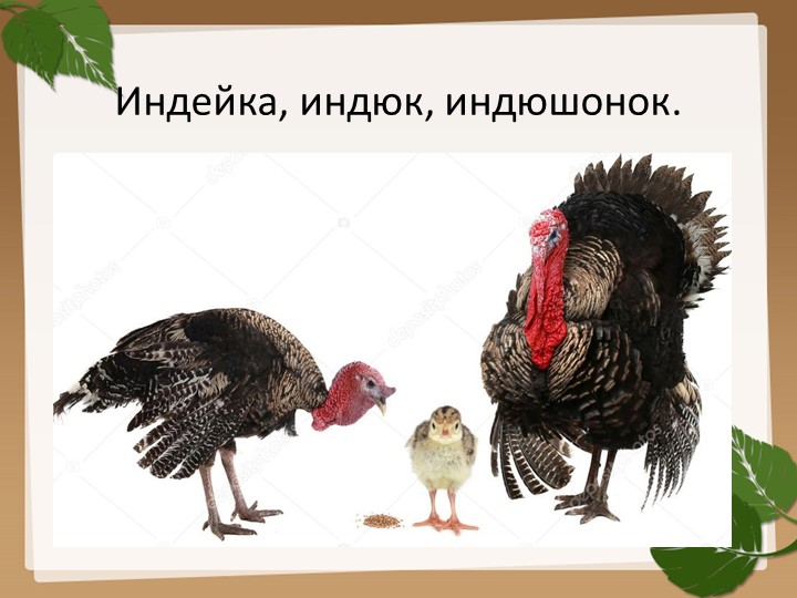 Презентация на тему "Домашние птицы".