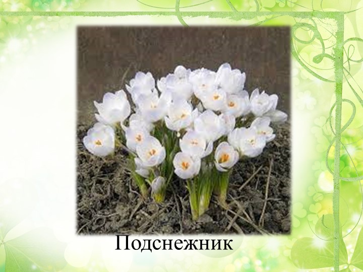 Презентация "Путешествие в весенний лес" (старшая группа)