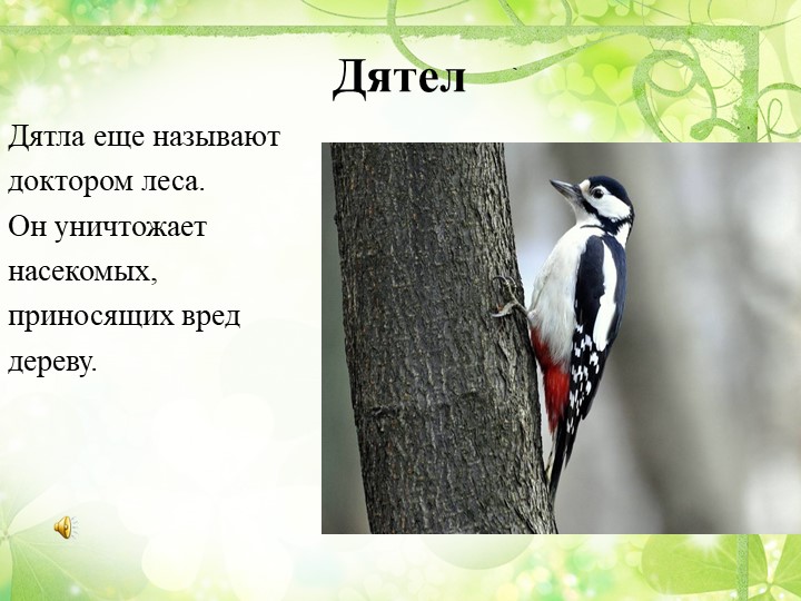 Презентация "Путешествие в весенний лес" (старшая группа)