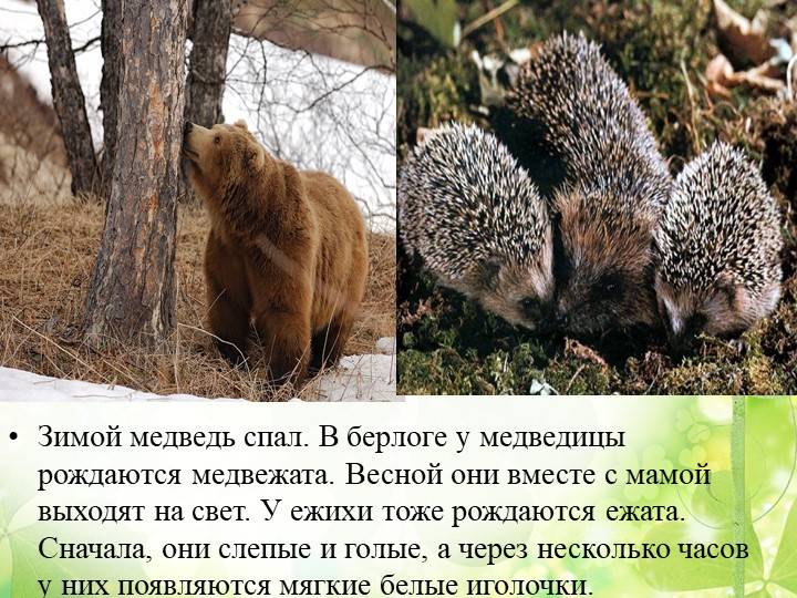 Презентация "Путешествие в весенний лес" (старшая группа)