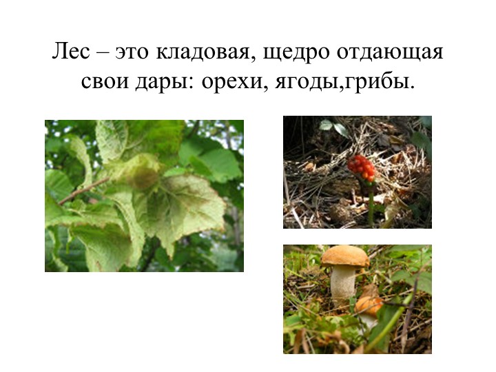 Презентация. "Лес -наше богатство"