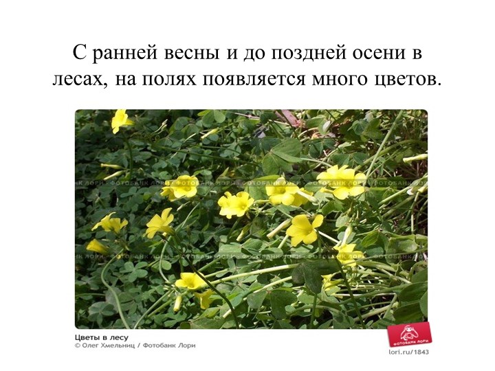 Презентация. "Лес -наше богатство"