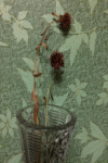 Picture 27