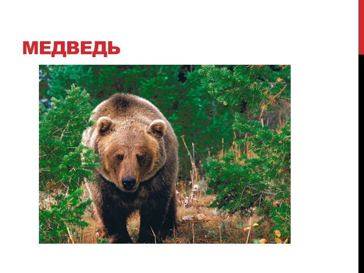 Презентация на тему "Лесные жители"