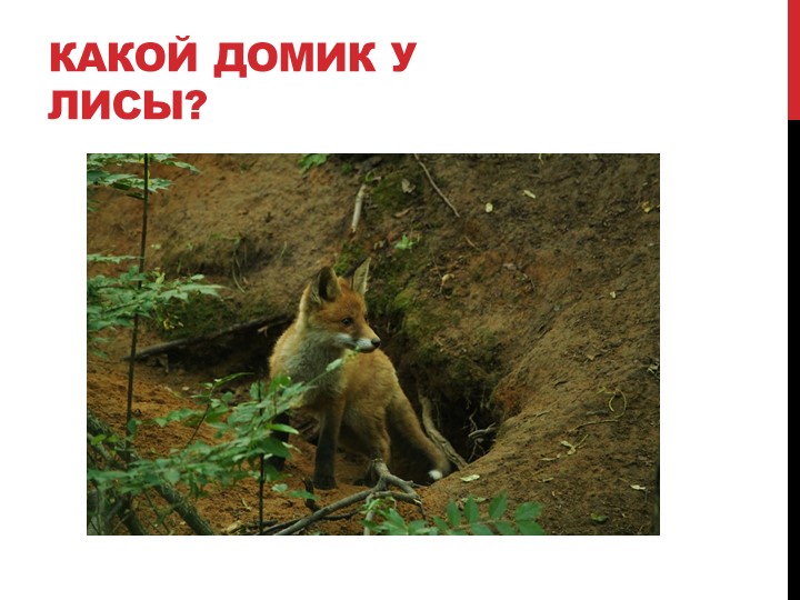 Презентация на тему "Лесные жители"
