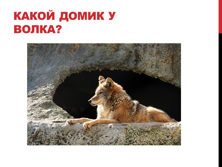 Презентация на тему "Лесные жители"