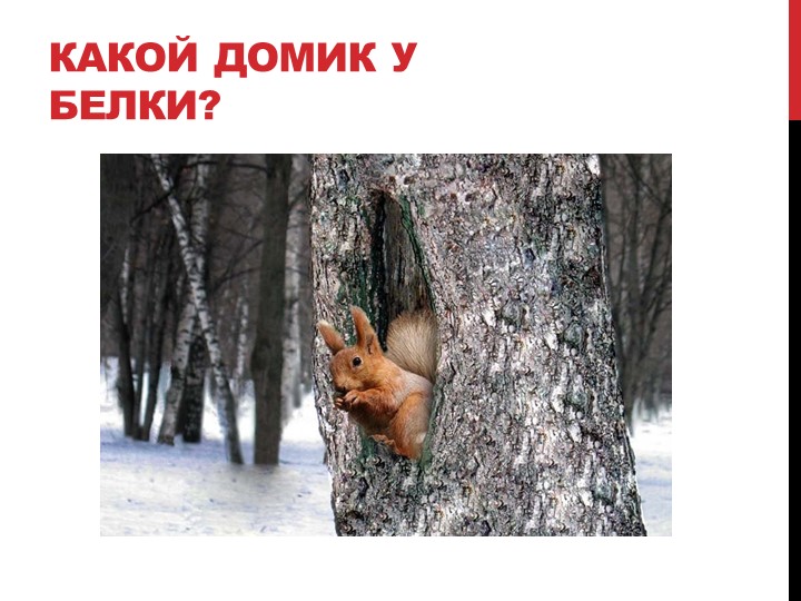 Презентация на тему "Лесные жители"