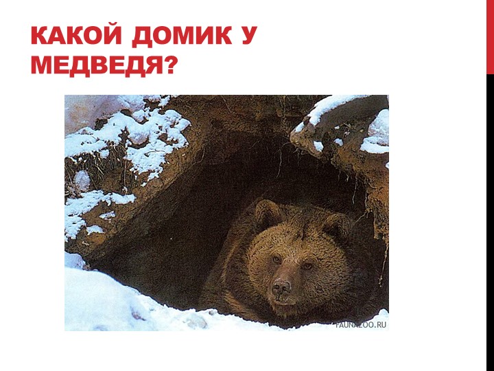 Презентация на тему "Лесные жители"