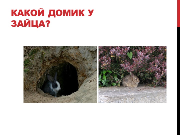 Презентация на тему "Лесные жители"