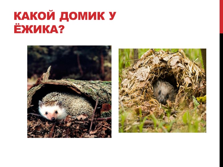 Презентация на тему "Лесные жители"