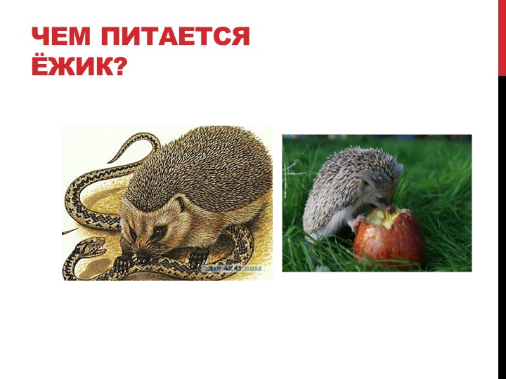 Презентация на тему "Лесные жители"