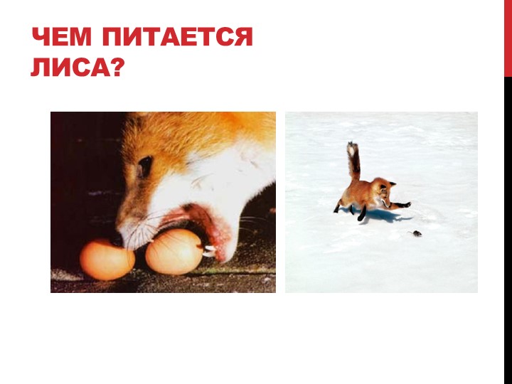 Презентация на тему "Лесные жители"