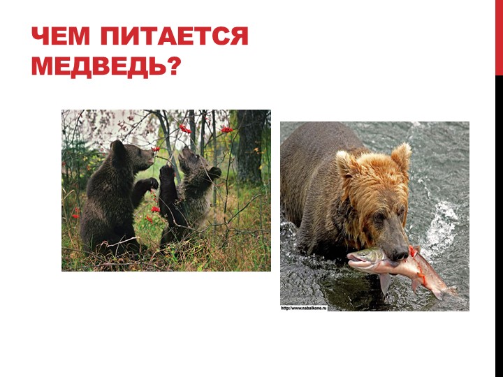 Презентация на тему "Лесные жители"
