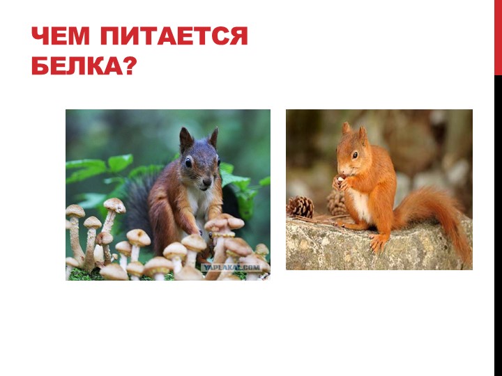 Презентация на тему "Лесные жители"