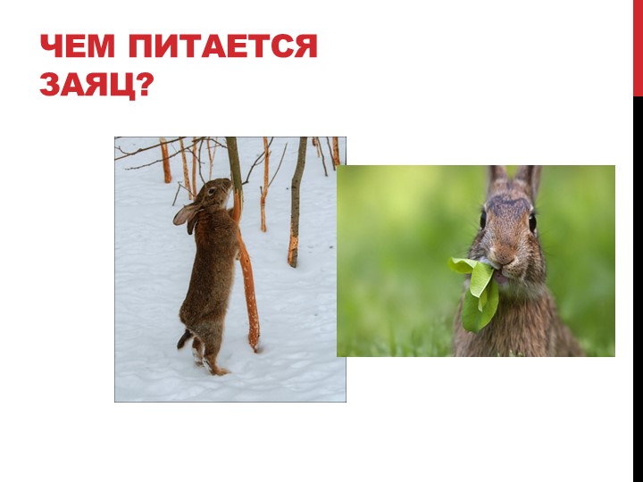 Презентация на тему "Лесные жители"