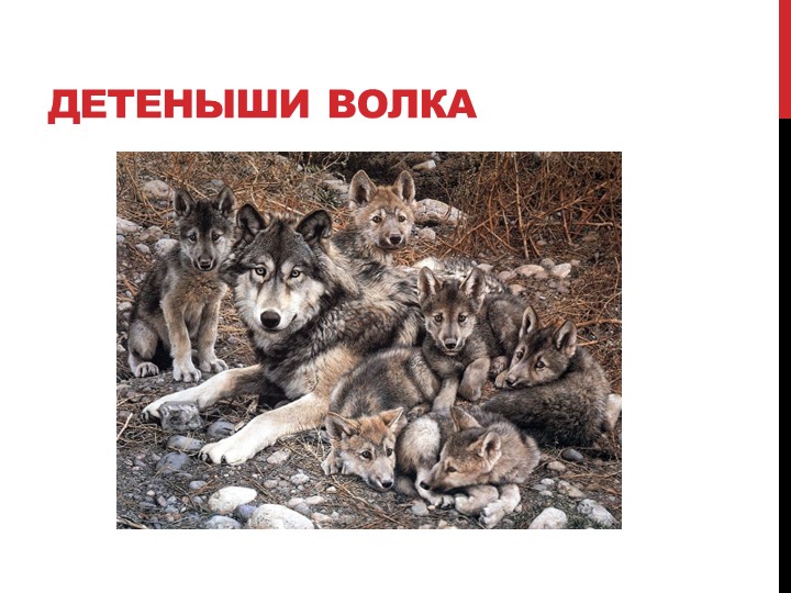 Презентация на тему "Лесные жители"