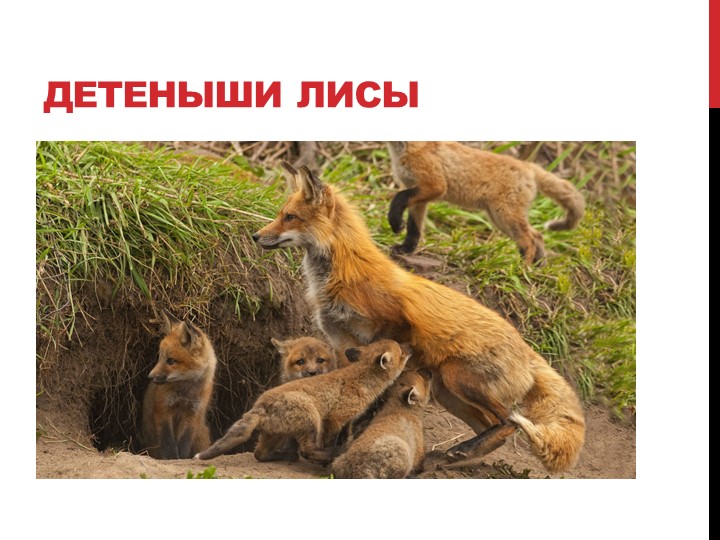 Презентация на тему "Лесные жители"