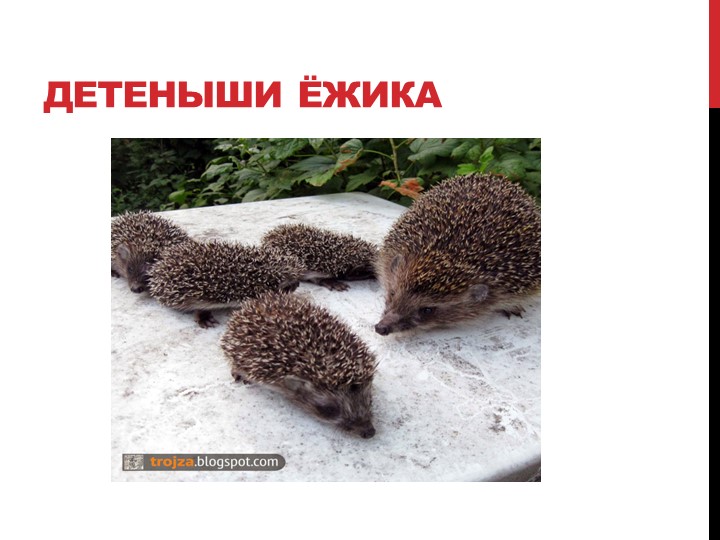 Презентация на тему "Лесные жители"