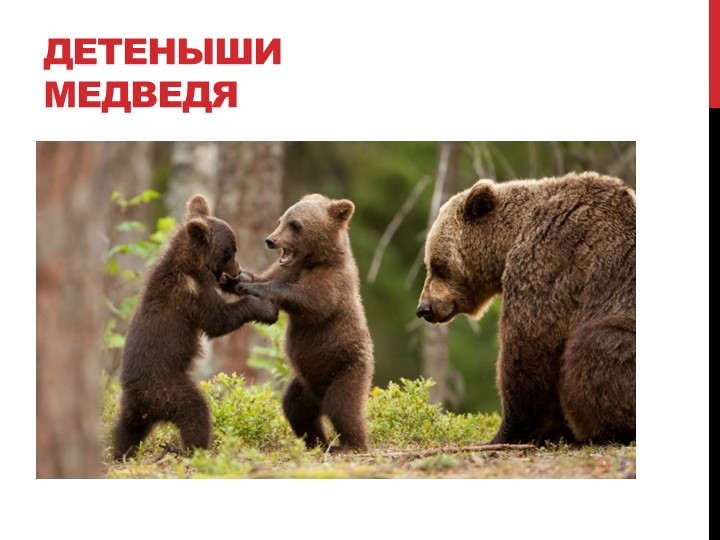 Презентация на тему "Лесные жители"