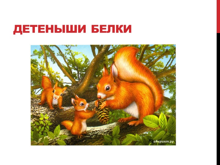 Презентация на тему "Лесные жители"