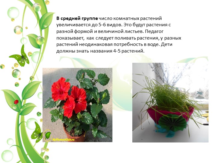 Презентация на тему "Уголок природы в экологическом воспитании дошкольников в младшем возрасте"
