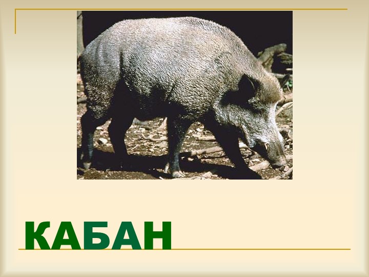 Презентация по окружающему миру "Осень золотая"
