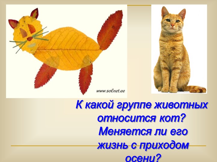 Презентация по окружающему миру "Осень золотая"