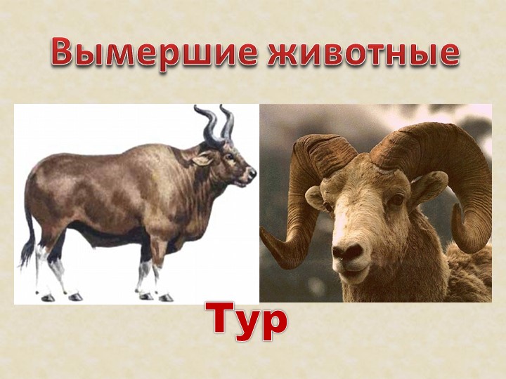 Презентация на тему: "Красная книга".