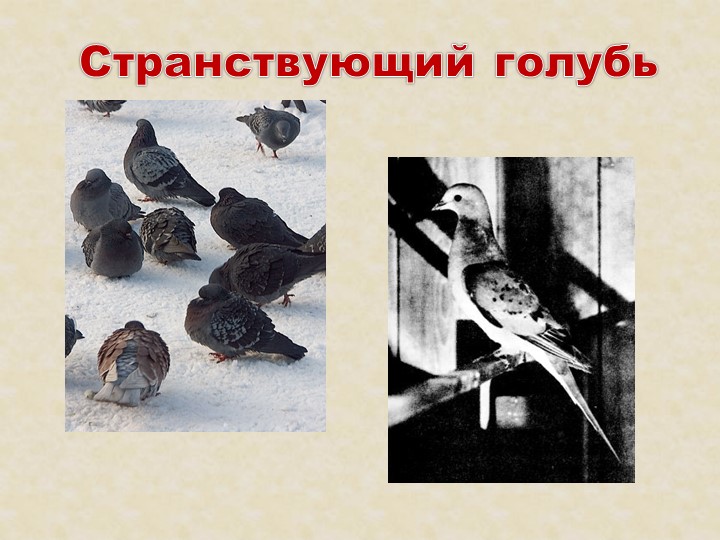 Презентация на тему: "Красная книга".