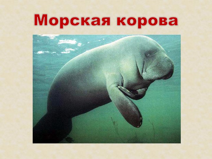 Презентация на тему: "Красная книга".
