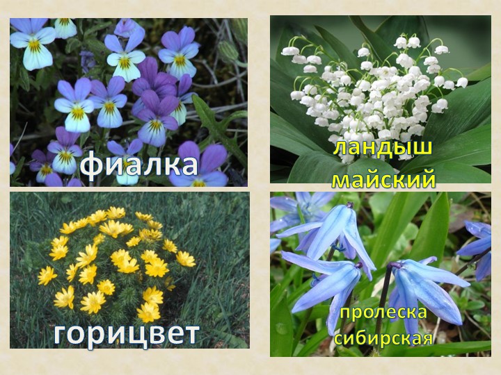 Презентация на тему: "Красная книга".