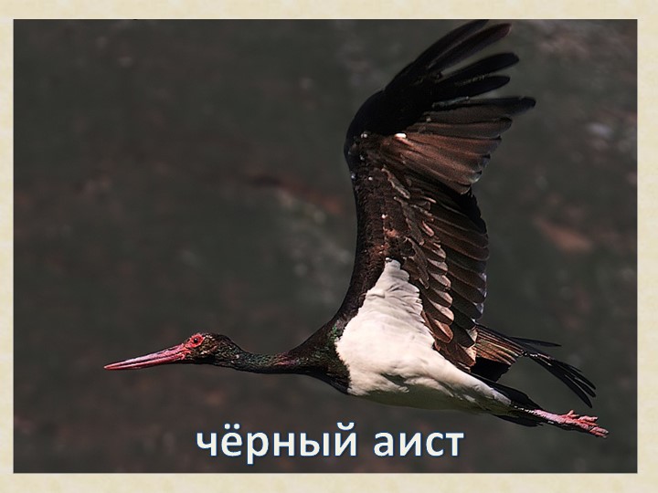 Презентация на тему: "Красная книга".