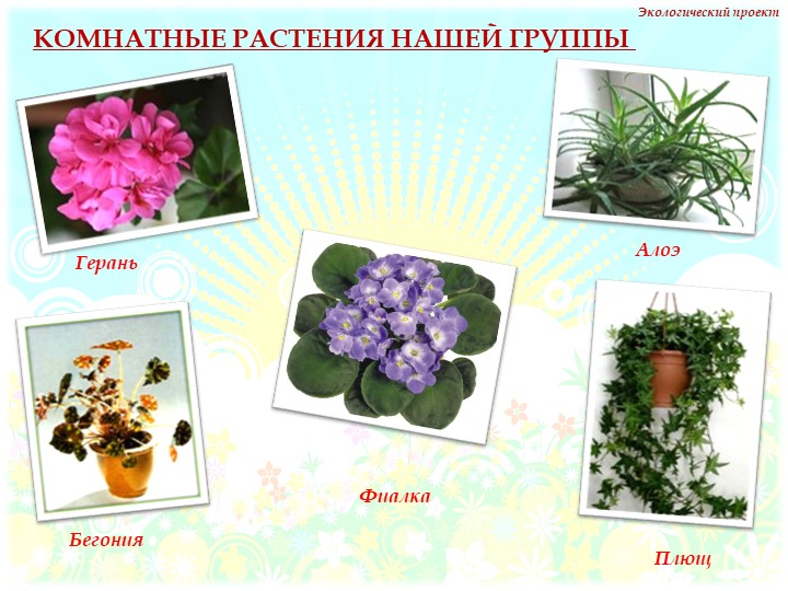 Презентация на тему "Комнатные растения" нашей группы
