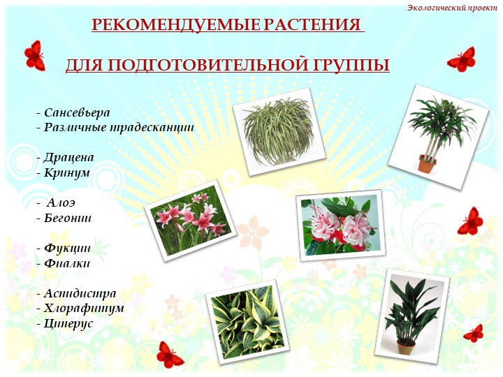 Презентация на тему "Комнатные растения" нашей группы