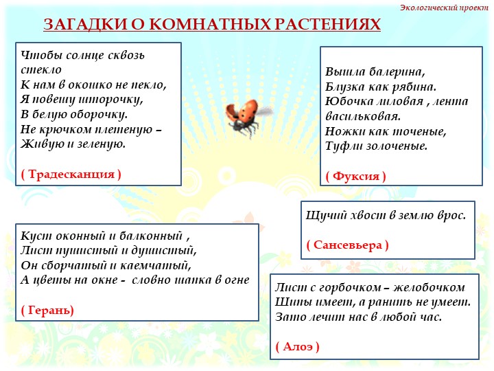 Презентация на тему "Комнатные растения" нашей группы