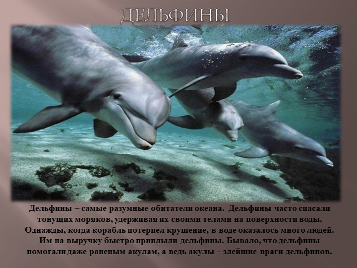 Презентация по теме Животный мир морей