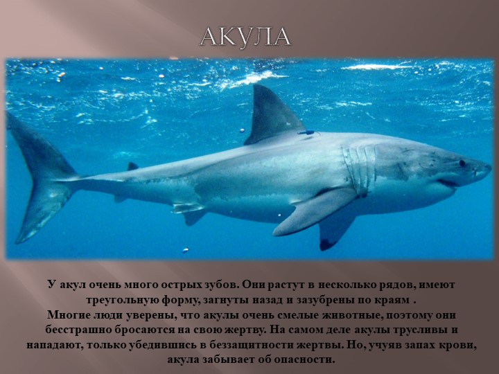 Презентация по теме Животный мир морей