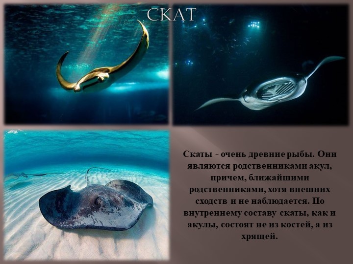 Презентация по теме Животный мир морей