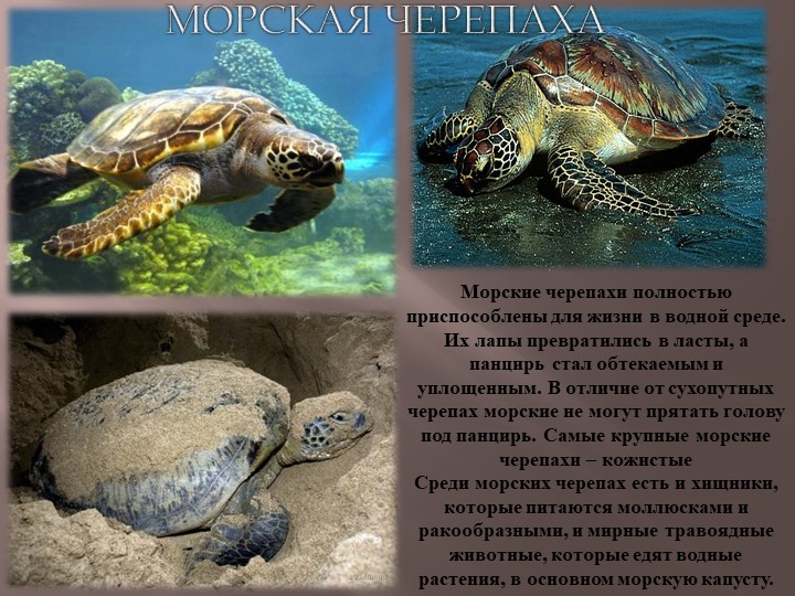Презентация по теме Животный мир морей