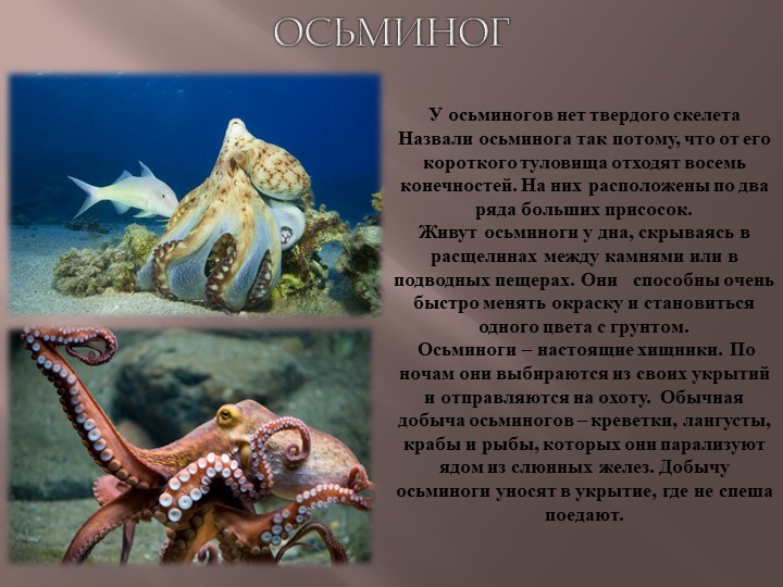 Презентация по теме Животный мир морей