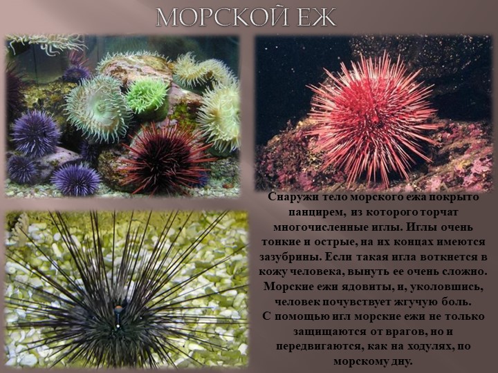 Презентация по теме Животный мир морей