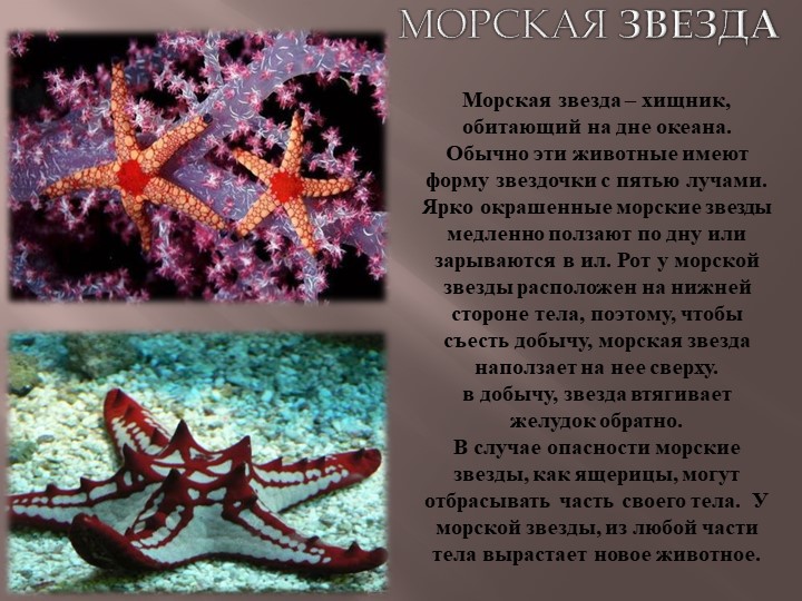 Презентация по теме Животный мир морей
