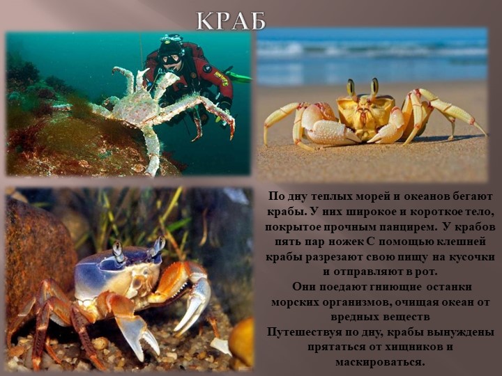 Презентация по теме Животный мир морей